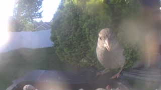house sparrow
