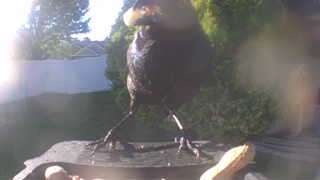 american crow