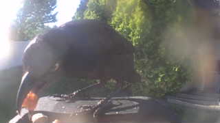 american crow