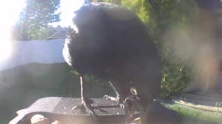 common raven