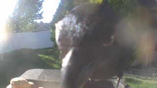 american crow