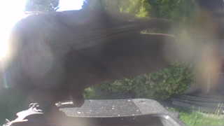 Unidentified clip
