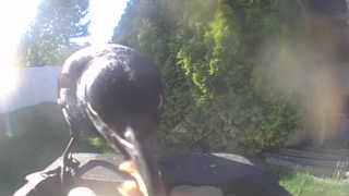 rock pigeon