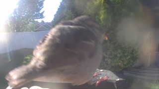 house sparrow