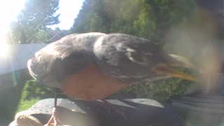 american robin
