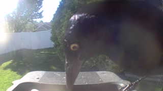 common grackle