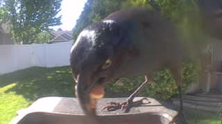 american crow
