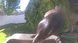 american robin