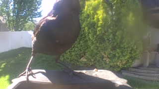 domestic turkey