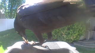 american crow