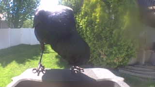 american crow