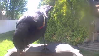 red-winged blackbird