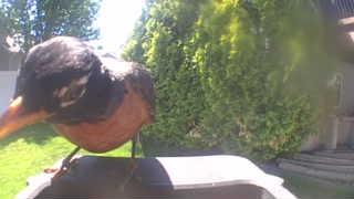 american robin