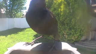 american crow