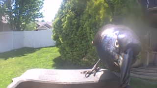 common grackle