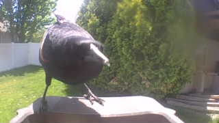 american crow