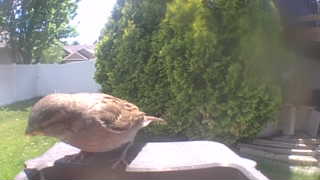 house sparrow