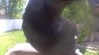 american crow