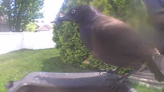 common grackle