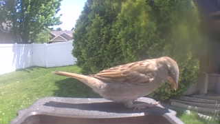 house sparrow
