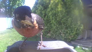 american robin