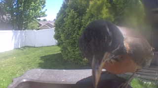 american robin