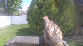 house sparrow
