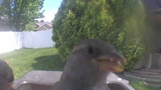 house sparrow