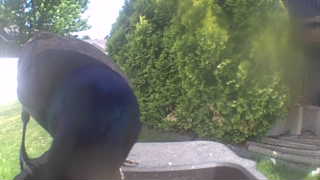common grackle
