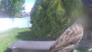 house sparrow