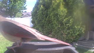 northern cardinal