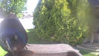 common grackle