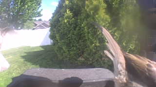 song sparrow