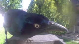 common grackle