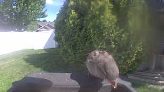 house sparrow