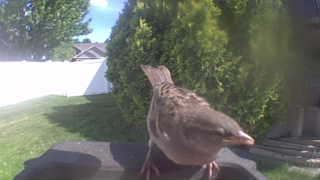 house sparrow