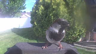house sparrow