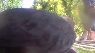 mourning dove
