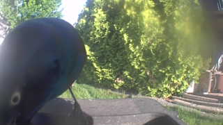 american crow