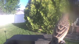 red-tailed hawk