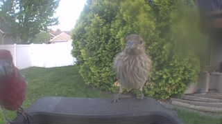 house finch