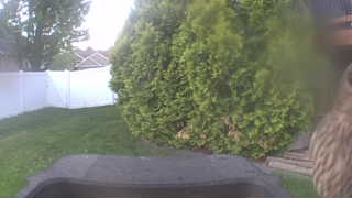 red-tailed hawk