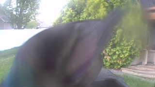 Unidentified clip