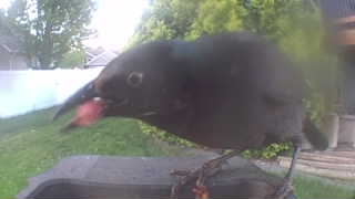 common grackle