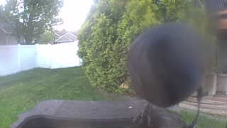 american crow