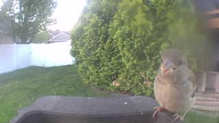 house sparrow