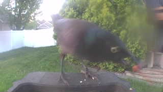 common grackle
