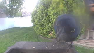 common grackle