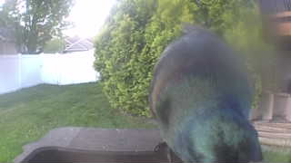 common grackle