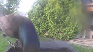 common grackle